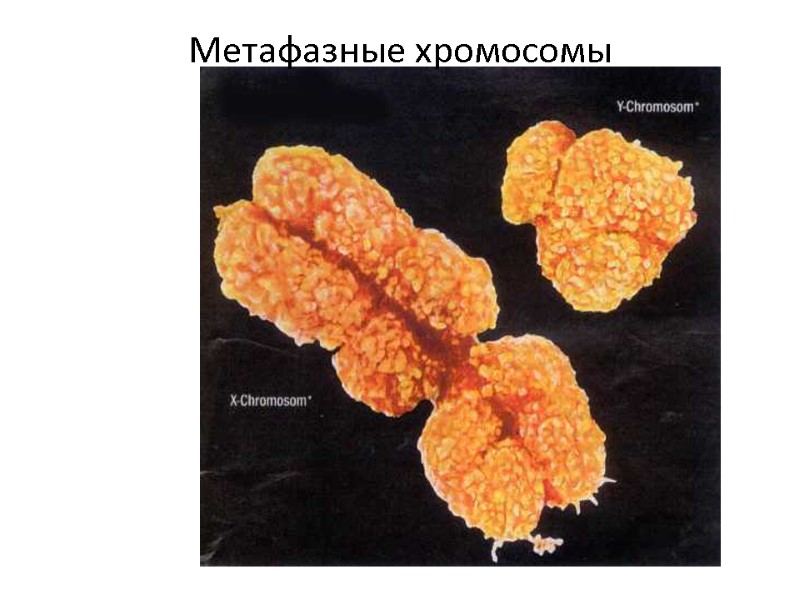 Метафазные хромосомы
